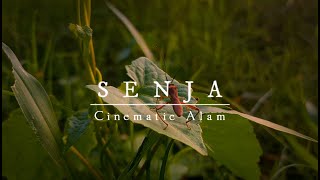 Senja | Cinematic Alam | Pemandangan Senja / Sunset di Sore Hari | Cinematic Background Music