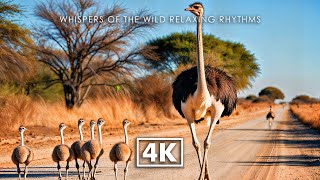 WILD ANIMALS 4K – Calming Wilderness Harmony With Peaceful Piano and Wildlife Sounds
