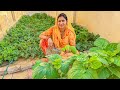 Aaj todi organic sabji  marwadi village food  beautiful village vlog