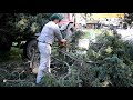В армавирском парке 30-летия Победы спилили старые елки