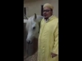 انظر كيف حدث عندما سمع الحصان القران الكريم 