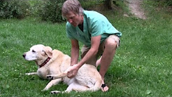 Dog Knee Arthritis: 5 Natural Solutions