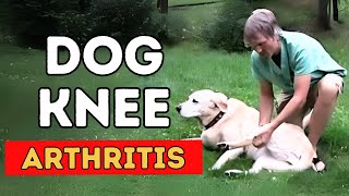 Dog Knee Arthritis: 5 Natural Solutions