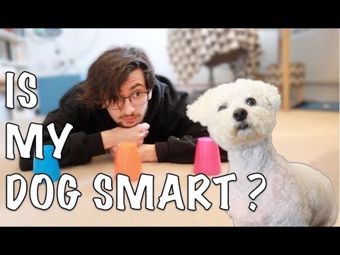 TESTING MY DOG'S INTELLIGENCE - YouTube