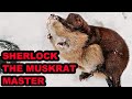 Sherlock Nails His 2nd Muskrat!