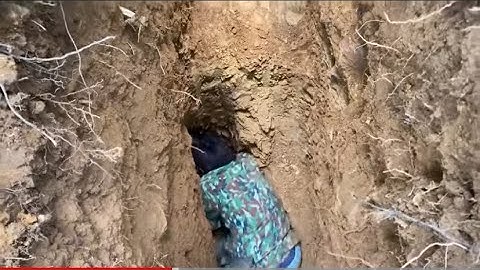 Đào em dúi quá sâu chưa từng gặp |rừng núi Bắc kan|