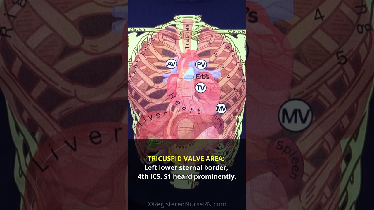 Heart Auscultation Points Made Easy for Nursing School Students #shorts