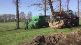 Rooien van een Taxodium distichum 140-160cm