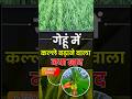 गेहूं 35 क्विंटल उत्पादन देने वाला खाद 🌾🌾#farming #agriculture #viral #shorts #trending #youtube #yt