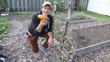 3 Steps for Selecting the Best Plants for Seed Saving