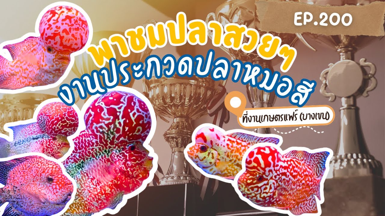 EP.200 พาชมงามประกวดปลาหมอสีที่งานเกษตรแฟร์(บางเขน) ปลาสวยมากๆ