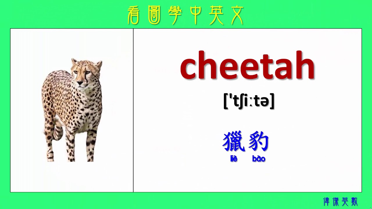 看圖學中英文80 哺乳動物 Learning Chinese And English Vocabularies About Mammals Youtube 看圖學中英文80 哺乳動物 Learning Chinese And English Vocabularies About Mammals Youtube