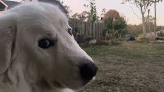 Maremma Sheepdog smiling