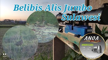 BELIBIS ALIS JUMBO ❗❗ New Arrival Anoa Slug 13,6gr