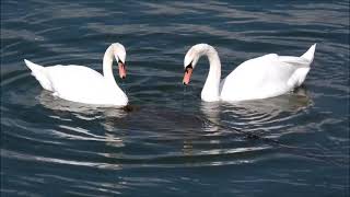 Swan's nest and hatching of cygnets Swans Waterfowl White 天鵝 天鵝 水禽 大自然 طبيعة بجعة الطيور المائية