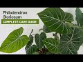 How to Care for Philodendron Gloriosum - Everything You Need to Know! -  YouTube