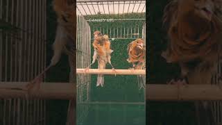 Download Lagu Coarse feathers with golden tips 🪽🪶 #kenari #birds #bird #canary #lovebirds #birdsong #canarias # MP3 Download Lagu Coarse feathers with golden tips 🪽🪶 #kenari #birds #bird #canary #lovebirds #birdsong #canarias # MP3