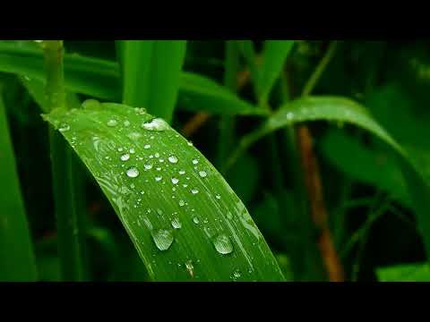 Yaprak Üzerinde Su Damlaları Stock Video