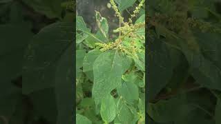 Conociendo los beneficios de esta planta.( Bledo o Amaranto)