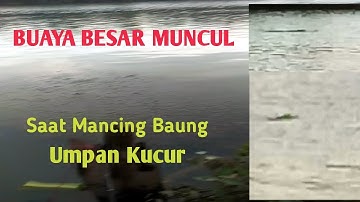Buaya Besar Muncul Saat Mancing Baung Umpan Kucur