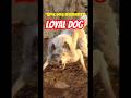“Leon’s Last Hope: His Loyal Dog 🐶❤️”#residentevil #gaming #horrorgaming #gameplay #viral #shorts