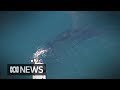 Humpback whale calf rescued off Australia's Gold Coast while mother watches on | ABC News