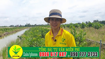 Cách tạo tán ổi ruby CÁCH CHĂM SÓC ỔI RUBY ❤ Zalo/phone: 0906617687 hoặc 0907773733  ❤