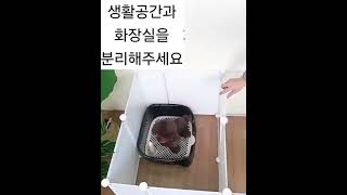 예펫 강아지 배변훈련 울타리 배변훈련은 이렇게 하는겁니다
