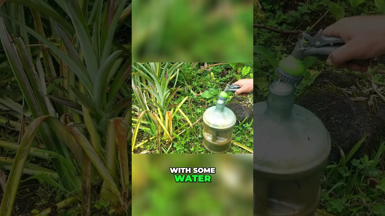 Ultimate Guide to Fertilizing Pineapples Liquid Gold! - YouTube