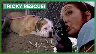 Smart Pit Bull Evades Trap! | Pit Bulls & Parolees