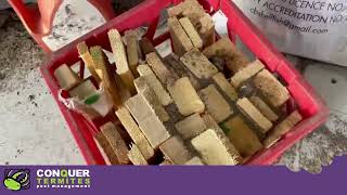 Termites Found in Firewood—How a Simple Mistake Attracted an Infestation in a Garage Storage Shed!
