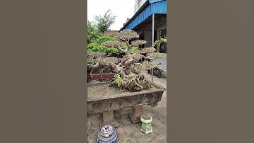 Tác phẩm Trực Hoành sanh Nam Điền