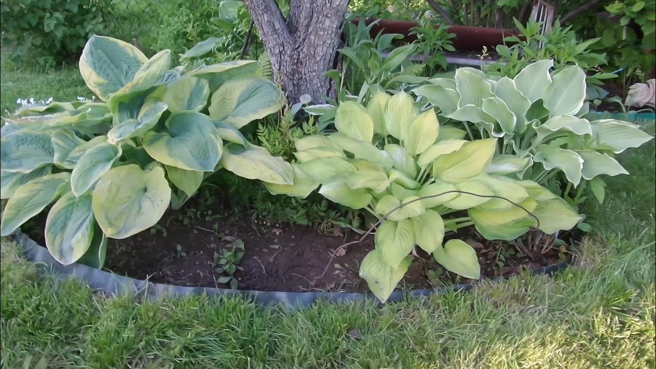 Хоста размножить. Хоста полив как часто. Хоста полив как часто. Удобрение для хосты. Хоста весной всходы.