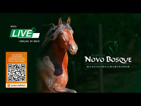 Live de Criação - Haras Novo Bosque