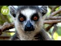 Madagascar  faune et trsors verts de lle rouge