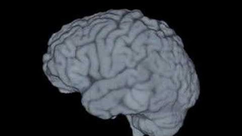 Human brain MRI volume rendering