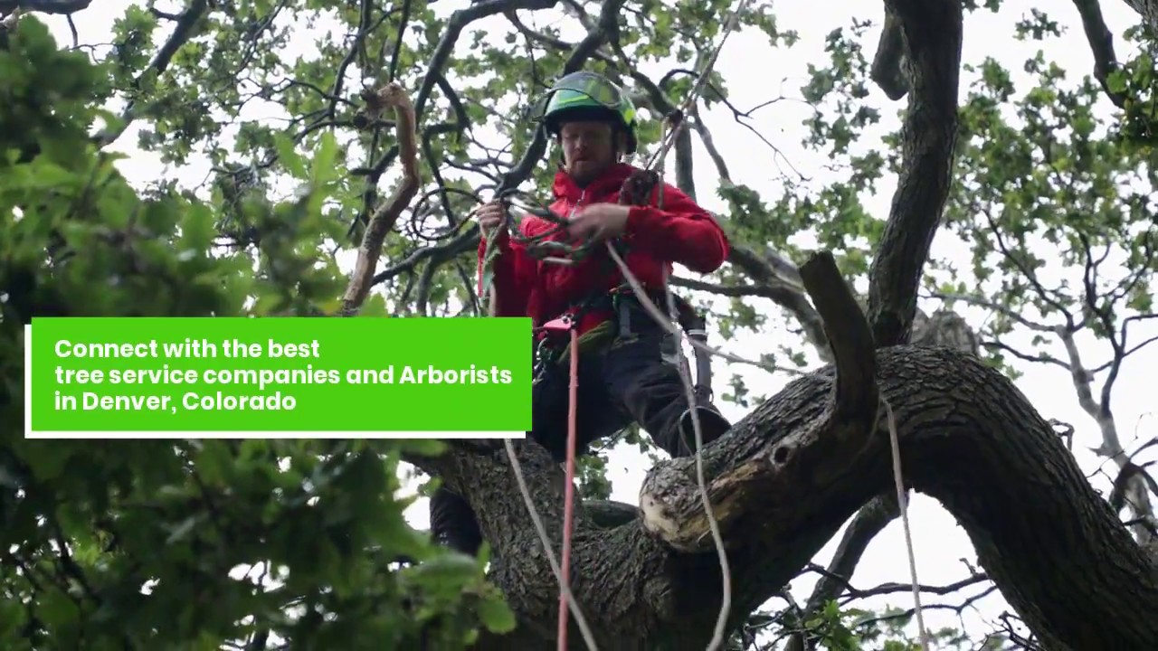 Denver Tree Service and Arborists YouTube
