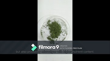 Preview: The Making of Phycoremediation Fish Feed Prototype