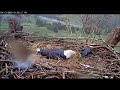 Severe Weather - Eaglet Exposed During Storm - Snuggles & Cuddles - April 13, 2020 - NCTC Eagles