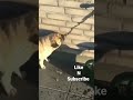 Funny Dogs