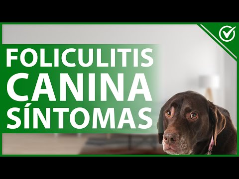 Video: Toxoplasmosis en perros