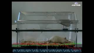 Laboras Head Twitches