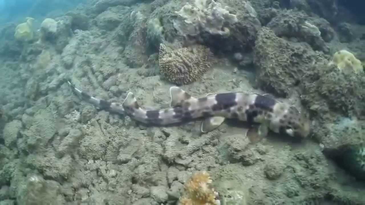 Shark Video; Bamboo Shark - YouTube