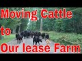 Modern day cattle drive to our lease farm. It's easy, fun and always look forward to.