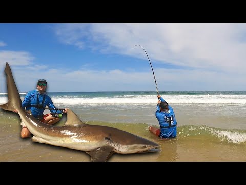 Fishing for Sharks from the beach! Landing this massive Bronze