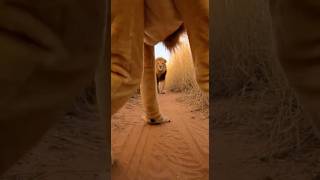 Lion Suit Test Facetoface With The King Again 