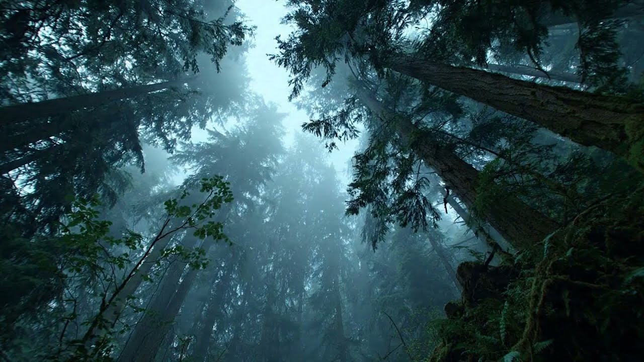 Ethereal Misty Canopy 🌲 Relaxing Medieval Ambient Music (1 Hour)