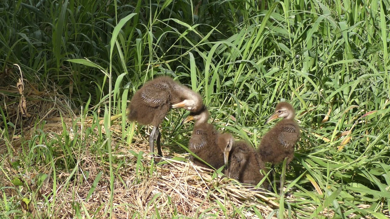 Baby animals, Bird, Brown, Chick, Feathers, Florida, Grass, Limpkin, Outdoo...