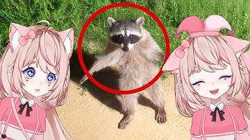 Cat vs Funniest Animal Videos Ever 1 | VTuber Comfy Reacts to Daily Dose of Internet & UNUSUAL MEMES