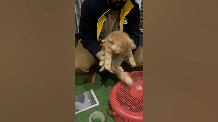 Video 11885961: cute persian cat